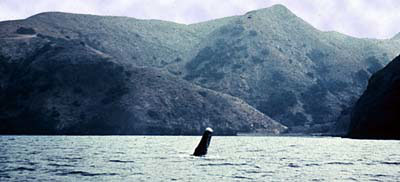 Gray whale, without a tail, named Stumpy