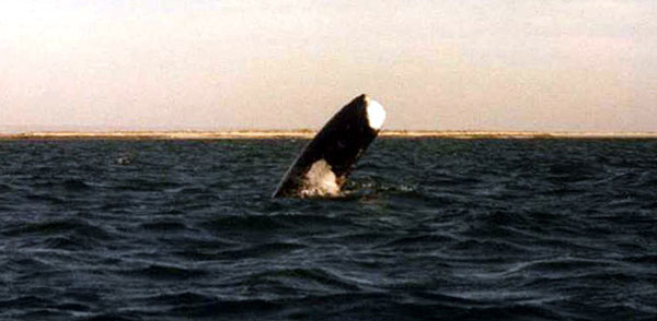 Gray whale, without a tail, named Stumpy