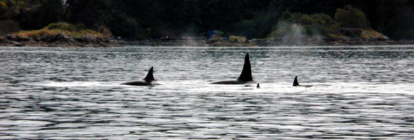 Killer Whale Pod