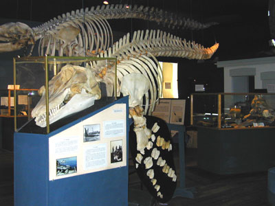 Skeleton of a Killer Whale from The Whale Museum in Friday Harbor, San Juan Island, Washington