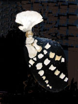 Close-up of Flipper on Killer Whale Skeleton from The Whale Museum in Friday Harbor, San Juan Island, Washington