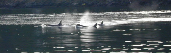 A pod of killer whales hunting for food