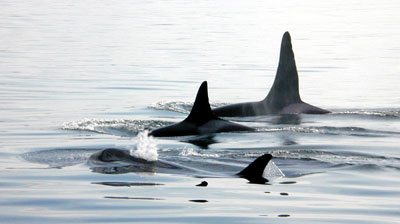 A pod of killer whales with a male and several females