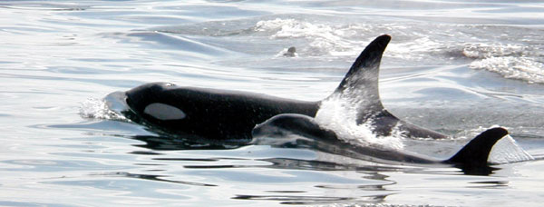 Killer Whale Eating