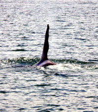 The male killer whale known as Ruffles because of his wavy dorsal fin
