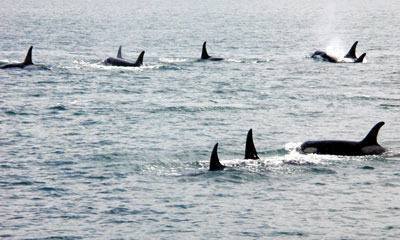 A pod of killer whales