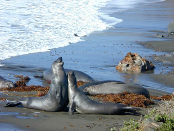 Juvenile male elephant seals threatening