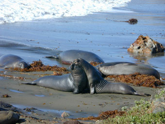 Juvenile male elephant seals growling