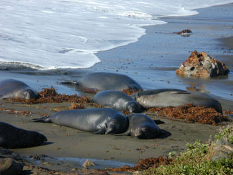 Juvenile male elephant seals in submission