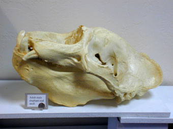 Elephant seal male skull