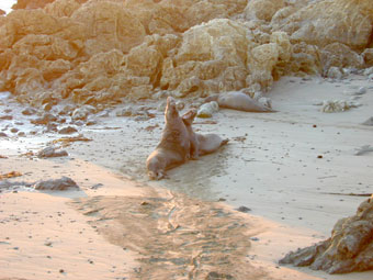 Elephant seal males lunging