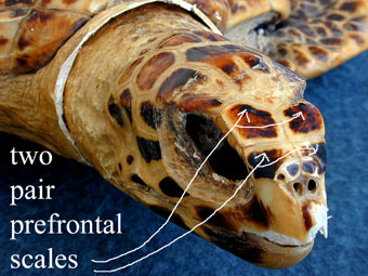 Hawksbill turtle with two pair of prefrontal scales