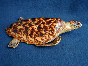 Hawksbill marine turtle dried specimen