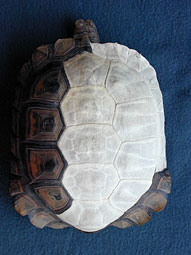Turtle top shell showing bony plates and scutes