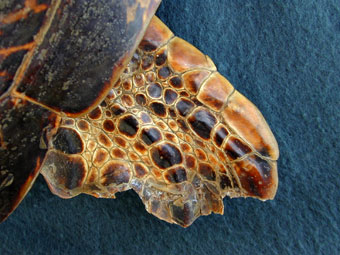 Flipper of hawksbill marine turtle dried specimen