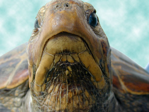 Beak of green turtle dried specimen showing neck skin with scales