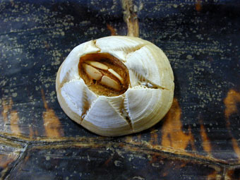 Close-up of ectoparasitic marine turtle barnacle