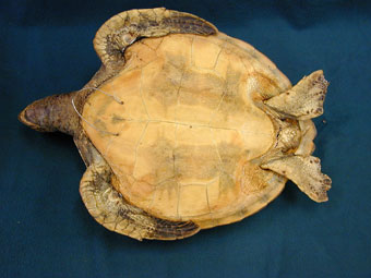 Plastron (bottom) side of marine turtle dried specimen