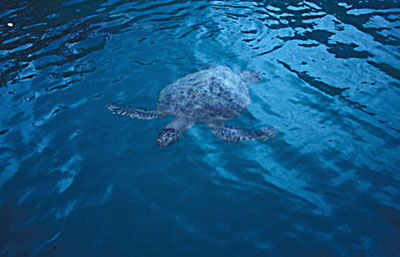 Marine Turtle