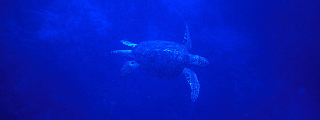Male marine turtle