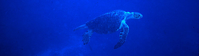 Male marine turtle