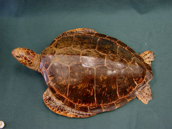 Carapace (top) side of marine turtle dried specimen