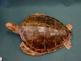 Carapace (top) side of marine turtle dried specimen