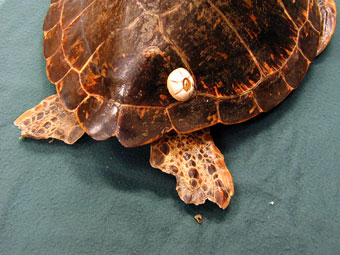 Green turtle dried specimen with ectoparasitic barnacle