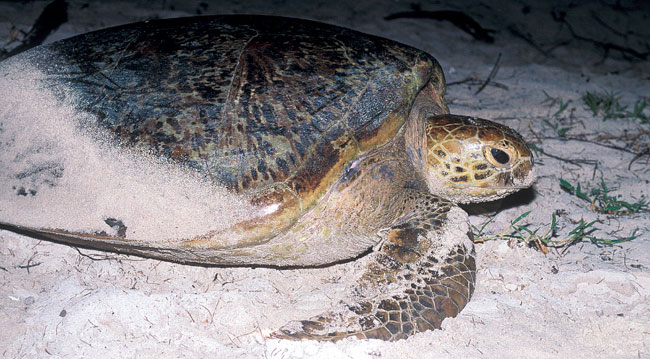 Female green turtle crawling up the beach
