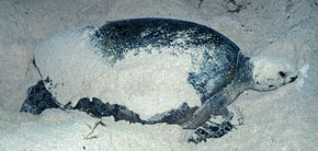 Female in body pit covered with sand