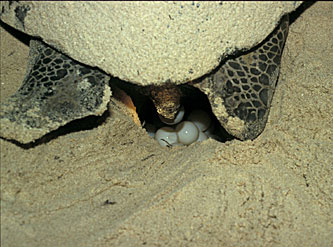 Female laying eggs in brood chamber
