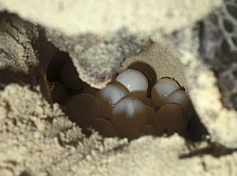 Eggs in brood chamber