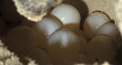 Turtle eggs