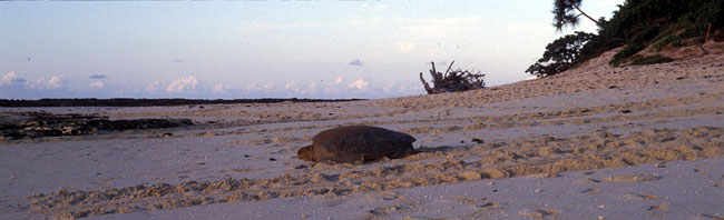 Female turtle on her way back to the ocean after nesting