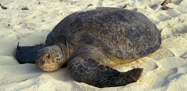 Female marine turtle