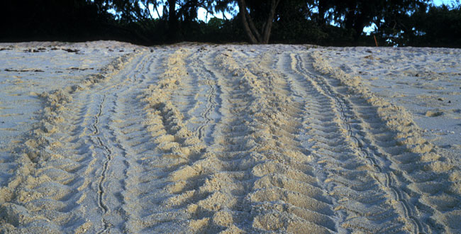 Marine turtle tracks left on a sandy beach