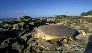Female turtle returning to ocean at low tide with reef exposed