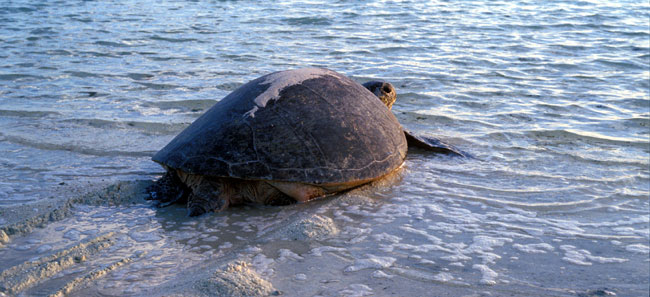 Female turtle reaching the ocean at sunrise across the sand