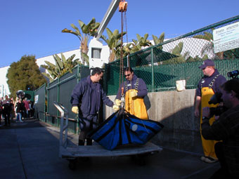Stranded olive ridley being weighed at Sea World