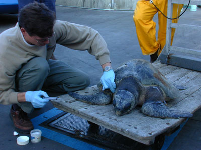The stranded turtle getting a shot of antibiotics
