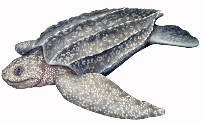 Leatherback marine turtle