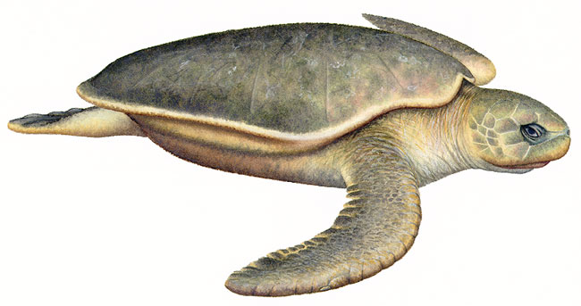 Flatback marine turtle
