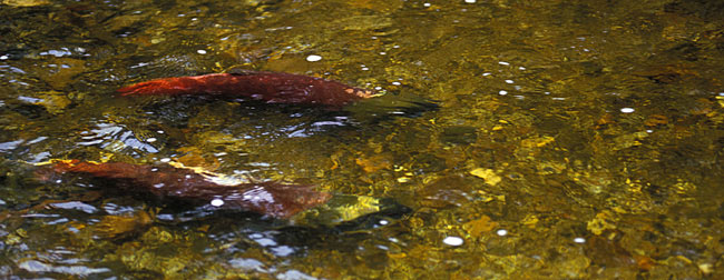 Sockeye salmon pair