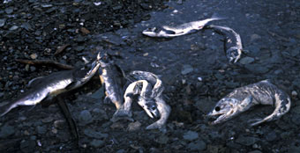 Dead salmon