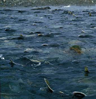 Pink salmon going upstream