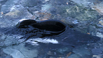 Pink salmon male with hump