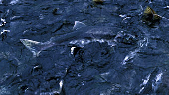 Pink salmon first entering stream