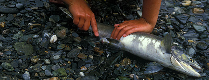 Salmon reproductive opening