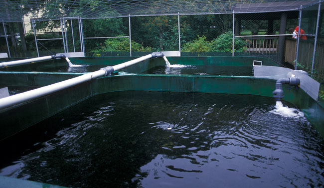 Salmon separation pools