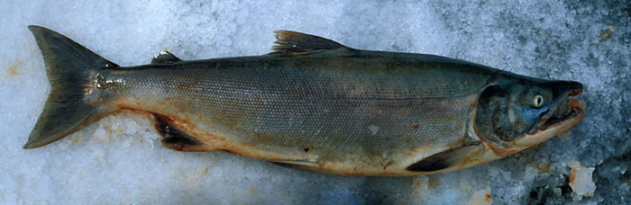 Male salmon with kype